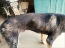 狗狗皮肤病专用狗癣真菌感染金毛拉布拉多法斗皮瘙痒掉毛外用喷剂 买2送1【大面积皮肤病】99%选择 实拍图