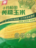十月稻田 黄甜糯玉米 8根 3.52斤 真空包装 东北粘玉米棒 低脂早餐 实拍图