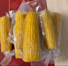十月稻田 黄糯玉米 3.52斤(220g*8根) 东北粘苞米 早餐杂粮 蛇年限定 实拍图