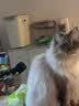 素力高进口猫粮优蛋白金素鸡肉猫粮幼猫成猫全阶段无谷健康猫粮 【基础营养丨囤货装】金素鸡12磅*2/10.88kg 实拍图