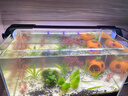 吉印刀锋s鱼缸灯led灯防水全光谱鱼缸照明灯水草灯小型超白鱼灯36cm 实拍图