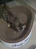 疯狂的主人猫抓板窝特大号猫玩具猫爪板猫抓盆不掉屑猫窝椭圆形瓦楞纸 实拍图