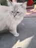 伟嘉猫粮成猫大包装英短猫咪蓝猫海洋鱼味全价实惠营养通用猫干粮 海洋鱼味1.3kg 实拍图