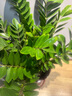 叹为观止大型植物发财树各种大颗盆栽开业乔迁客厅办公室内好养大型花卉 金钱树【80厘米-1米】 不含盆 实拍图