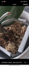 史丹利特级干水苔蝴蝶兰专用营养土兰花文心兰干苔藓爬宠乌龟垫材 实拍图
