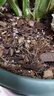 美乐棵 天南星科营养土养花花肥园艺种植土花土肥料盆栽绿植专用土壤8L 实拍图