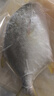 翔泰海南深海金鲳鱼700g 2条 火锅 生鲜鱼类 BAP认证 海鲜水产  实拍图