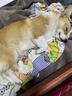 阿柴与猫狗窝四季通用狗狗睡垫冬天冬季保暖金毛大型犬中型犬沙发窝XL码 实拍图