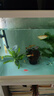 森森（SUNSUN）鱼缸水族箱客厅家用生态桌面金鱼缸免换水懒人鱼缸一体缸自循环 HE-600内置棉和滤材（物流发货） 实拍图