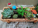 花艺萌多肉植物组合盆栽含盆含土创意diy拼盘花盆肉肉植物室内绿植花卉 海豚湾 含盆 晒单实拍图