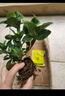 小盆栀子花盆栽四季开花不带花苞室内绿萝水培花卉绿植物好养易活 20-30cm【1株】好多月开花 浓香型栀子花 实拍图