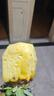 正宗海南金钻凤梨新鲜水果当季树上熟芒果凤梨【催熟食用】 1粒装单果500g-650g【7成熟，催熟再吃】 实拍图