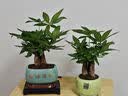京云梦 三杆发财树大盆栽植物室内盆景四季常青绿植客厅绿福盆源头直发 实拍图