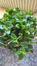 四季常青金鱼花吊兰盆栽室内绿植花卉多肉植物发财树好养易活客厅 金鱼吊兰21-29棵+白螺纹盆 实拍图