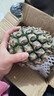 正宗海南金钻凤梨新鲜水果当季树上熟芒果凤梨【催熟食用】 1粒装单果500g-650g【7成熟，催熟再吃】 实拍图