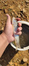 西部风（Xibu feng）西部风甜薯玉米红薯玉米粉碎玉米窝料野钓鲤鱼草鱼破碎料鱼饵窝料 甜薯原浆300g 3袋 实拍图