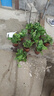 绿有意绿萝盆栽室内植物花卉绿植水培长藤垂吊大叶绿箩新房家用吸除甲醛 120原盆储水绿萝10盆+壶+10肥 带盆带土发货 实拍图