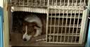 嬉皮狗（hipidog）宠物狗窝四季通用狗狗床冬季保暖大型犬小型犬猫窝封闭式 洛米棕 XL（建议体重40斤内） 实拍图