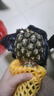 正宗海南金钻凤梨新鲜水果当季树上熟芒果凤梨【催熟食用】 1粒装单果500g-650g【7成熟，催熟再吃】 实拍图