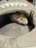 比克熊仓鼠棉窝帅帅鲨带内垫 保暖过冬金丝熊躲避屋用品大号 实拍图