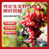 京鲜生 克伦森无籽红提 净重4斤装葡萄/提子 克伦生 源头直发 实拍图