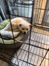 宠乐乖（CHONGLEGUAI）狗笼猫笼狗笼子中小型犬带厕所幼犬折叠便携猫笼子猫咪兔笼700ZG 实拍图