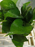 特价绿萝盆栽室内客厅办公室吸甲醛净化空气水培植物绿植花卉好养 【1盆】绿萝+早安吸水盆 整体含盆高度20-25cm 实拍图