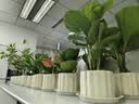 京云梦青苹果竹芋小盆栽北欧绿植办公室内除甲醛四季提拉米苏源头直发 实拍图