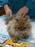 灵宠物语逗猫棒猫玩具小猫咪玩具自嗨解闷逗猫玩具360°旋转成幼猫咪用品 实拍图