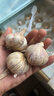 静益乐源山东紫皮蒜大蒜干大蒜蔬菜批发干蒜自种大蒜种子多瓣蒜当季蔬菜 【中果精品大蒜】2斤 精选今年大蒜 实拍图
