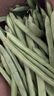 农家四季豆新鲜现摘云南长扁豆角农家应当季蔬菜芸豆现摘菜豆 新鲜四季豆1斤 实拍图