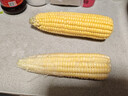 【新鲜甜玉米】现摘新鲜水果玉米新鲜甜玉米棒生鲜蔬菜可生吃早餐 新鲜水果玉米 3斤 净重 300g起 实拍图