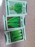 北蔬 油麦菜种子种苗甜脆大棵四季蔬菜种籽 卓脆米香油麦菜种子600粒 晒单实拍图