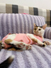 欢宠网宠物猫咪绝育服猫手术服母猫衣服断奶术后恢复幼小猫猫透气防舔衣 实拍图