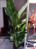 Only you【两小时达】发财树大型盆栽绿植花卉室内客厅办公室开业乔迁送礼 天堂鸟 实拍图