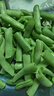 云南高山新鲜四季豆圆青豆农家蔬菜新鲜现摘蔬菜生鲜 带箱2斤 实拍图