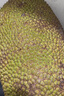 京鲜生 海南菠萝蜜22-27斤  净重22斤+ 生鲜水果 源头直发 实拍图