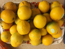 云冠橙云南冰糖橙  一级果 净重10斤 单果约100g 生鲜水果 实拍图