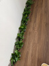 双盟绿萝盆栽除甲醛花卉绿植办公室新房净化空气 120款10盆源头直发 实拍图
