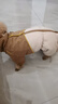 华元宠具（hoopet）四脚冲锋撞色棉服小猫咪狗狗冬季保暖加厚泰迪比熊狗外出冬装棉服 实拍图