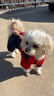 宠物圈（PETCIRCLE）冬季狗狗衣服泰迪衣服秋冬装小狗宠物贵宾四脚衣服萌宠服装狗衣服 实拍图