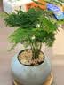 iosn小文竹植物盆栽室内办公室摆件茶书房桌面绿植花卉好养客厅小盆景 文竹+纷青冰裂陶瓷盆+竹托 实拍图