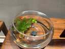 茨格曼玻璃鱼缸圆形办公桌鱼缸一体缸迷你小鱼缸乌龟玻璃钢小型金鱼缸* 中号玻璃缸【肚径20*高10*口径16cm】 实拍图