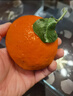 京觅秭归九月红果冻橙爆汁橙子净重7斤单果170g+新鲜水果源头直发包邮 实拍图