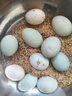 鸭蛋新鲜生鸭蛋60-70g土鸭蛋农家散养青皮白皮生鲜食品超市批发 10枚 实拍图