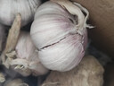 静益乐源山东紫皮蒜大蒜干大蒜蔬菜批发干蒜自种大蒜种子多瓣蒜当季蔬菜 【中果精品大蒜】2斤 精选今年大蒜 实拍图