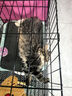 憨憨宠猫笼折叠猫笼子大号猫别墅加粗加密双层猫舍猫窝宠物猫咪用品家用 黑色 850双层 实拍图