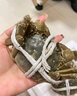 【活蟹】阳澄联合鲜活大闸蟹现货公4.0-4.3两 母3.0-3.3两 5对螃蟹年货礼盒源头直发 实拍图