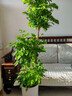 植男植女幸福树造型绿宝盆栽绿植客厅室内大型绿植办公室乔迁新居源头直发 实拍图
