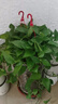 双盟绿萝盆栽除甲醛花卉绿植办公室新房净化空气160红2盆源头直发 实拍图